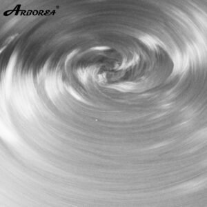 gongo colorido arbóreo