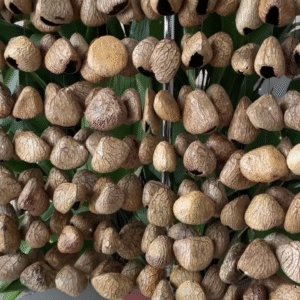 pangi chimes